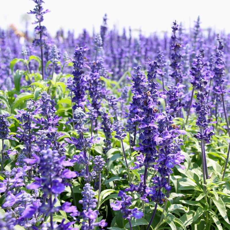 Outsidepride Hyssop - 2000 Seeds