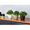 Tymar Pack of 2 Round Shape Planter (Orange, Diameter 18