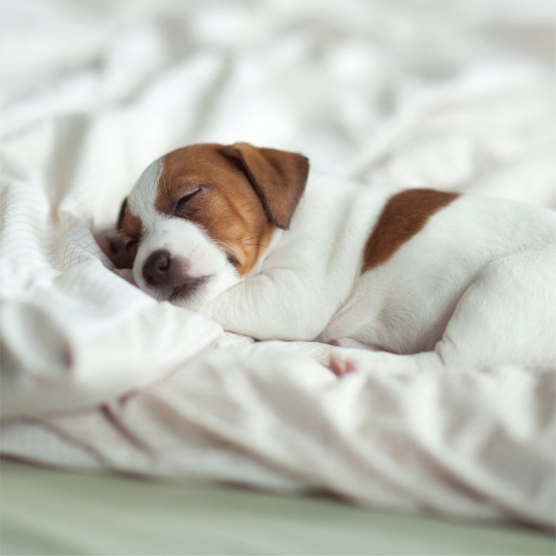 ienjoy Home Hotel Collection Luxury Soft Brushed Bed Sheet Set