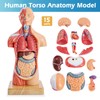 Merinden Human Body Model for Anatomy Study, 15 Part 11''