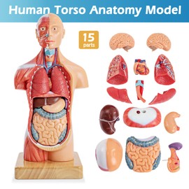Merinden Human Body Model for Anatomy Study, 15 Part 11''