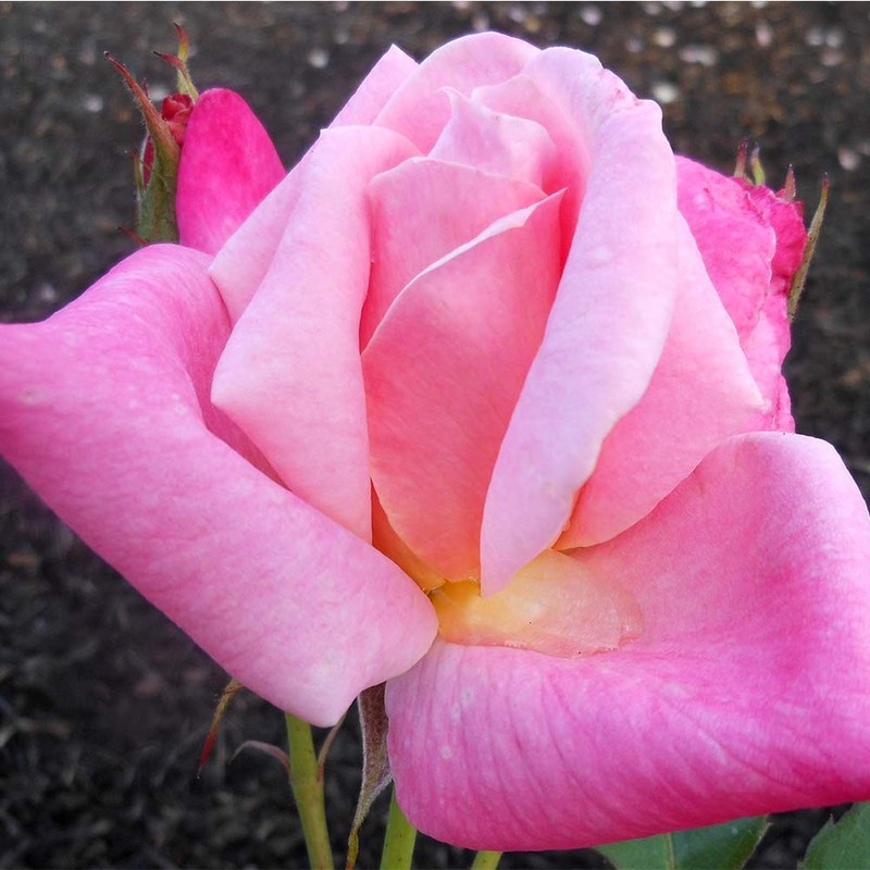 Heirloom Roses Rose Plant - Pink Parfait Pink Rose Bush,