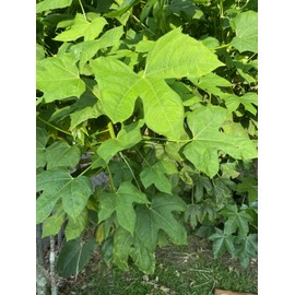 Manoa Chaya Stalk Cuttings Organic Hawaii Grown 15 Count 8-10 inch, Maya Spinach Tree