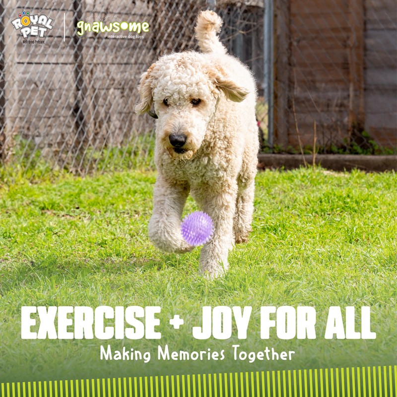 Gnawsome Medium Squeaker Ball Dog Toy, Medium 3.5", Colors will