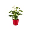 elho Brussels Diamond Round 18 - Flower Pot Indoor -