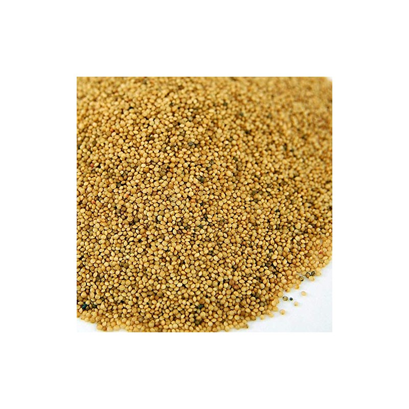 Organic Amaranth Seeds- 1 Lbs- Grain Seed for Sprouting Sprouts,