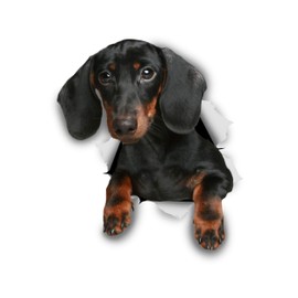 Winston & Bear 3D Dog Stickers - 2 Pack - Black Dachshund Sausage Dog Decals for Wall, Fridge, Toilet and More - Black and Brown Dachshund Decor - Retail Packaged Dachshund Stickers