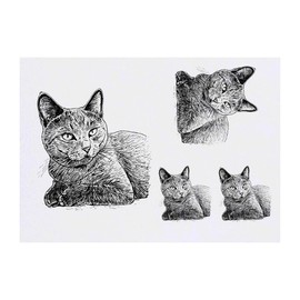 4 x 'Chartreux Shorthair Cat' Temporary Tattoos - Water Resistant, Skin-Safe, Non-Toxic Transfers, Mixed Sizes (TO00075028)