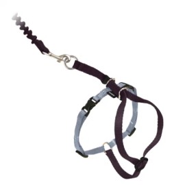 PetSafe Come with Me Kitty and Bungee Adjustable Leash Cat Harness - Blue - Red, S
