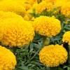 Outsidepride Marigold Yellow - 1000 Seeds