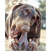 SPOT Bam-Bones Wishbone - Made with Strong Bamboo Fiber, Durable