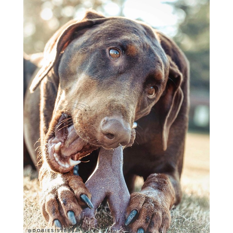 SPOT Bam-Bones Wishbone - Made with Strong Bamboo Fiber, Durable