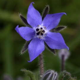 richie_store Borage Seeds, Blue Starflower, Non-GMO, Attracts Pollinators, Free Shipping - 300 Seeds