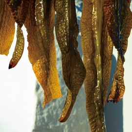 SHIRO Gome Kombu Eyebrow Palette 2B02 Casual Brown