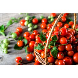 Dwarf Bush Tomatoes Seeds for Planting 20+ Seeds Indoor Vegetable Garden