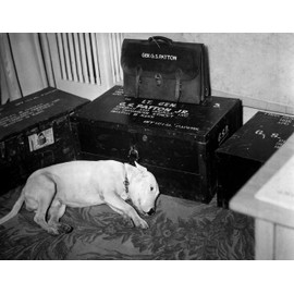 General George S. Patton Dog Willie WWII Photo U.S. Military Photos 8x10
