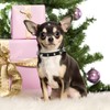 Spiked Collar for Dogs, Girl's Spike Cat Collars PU Leather