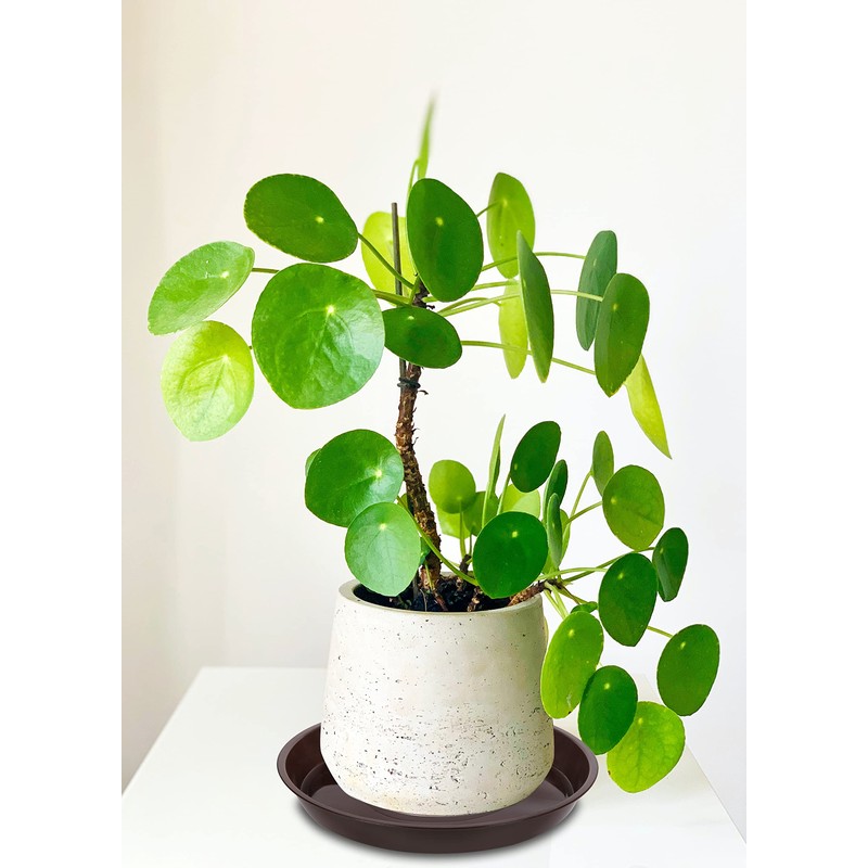 VUWEZ Plastic Plant Saucer, Plant-Saucers