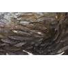 Fathead Minnows (Large, 5 POUNDS)