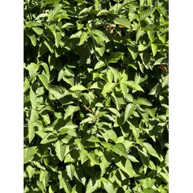 Freshly Cut Muicle - Justicia Spicigera Cuttings