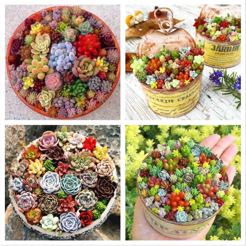 Rare Beautiful Mixed Succulents Seeds, 100pcs/pack