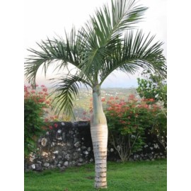 Buy Rare Seeds Hyophorbe verschaffeltii | Spindle Palm | 10_Seeds