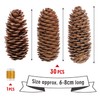 Homewit Long Pine Cones, Pack of 30 Pinus Maritima Cones