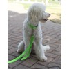 Country Brook Petz - Deluxe Nylon Dog Leash with Traffic