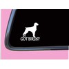 Brittany Spaniel got birds TP 1335 vinyl 6" Decal Sticker
