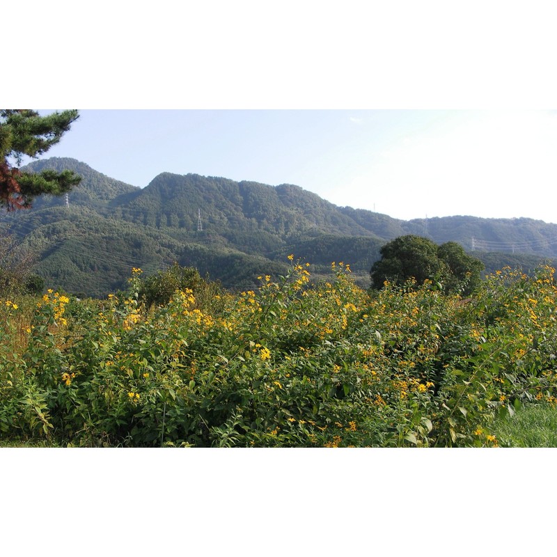 菊芋 Tablet 250mg X 300 Whole Package Content: G ★ 1 Bag