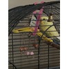2 Bird Cage Hanging Mirrored Small Swing Perch Toys Parakeet