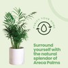 American Plant Exchange Areca Palm – Live 4-Inch 3-Pack, Easy-Care