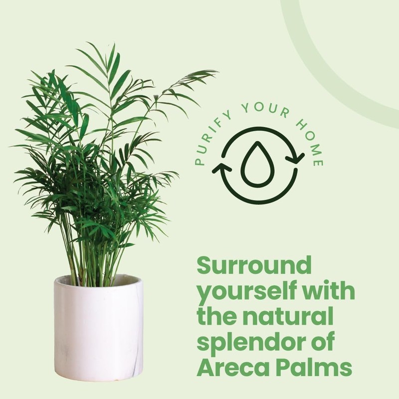American Plant Exchange Areca Palm – Live 4-Inch 3-Pack, Easy-Care