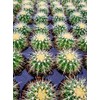 Echinocactus grusonii Golden Barrel Cactus 3.5"