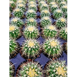 Echinocactus grusonii Golden Barrel Cactus 3.5"