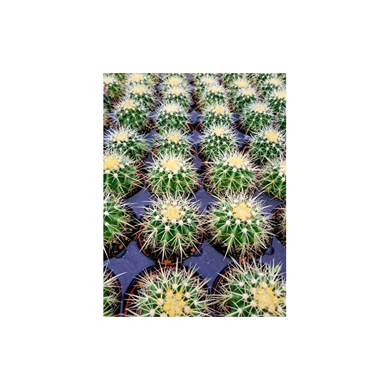 Echinocactus grusonii Golden Barrel Cactus 3.5"