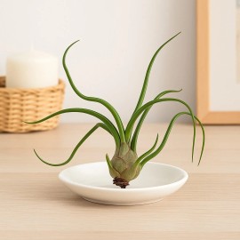 bulbosa Exotic – Natural Air Plant, Easy Care, pack 5
