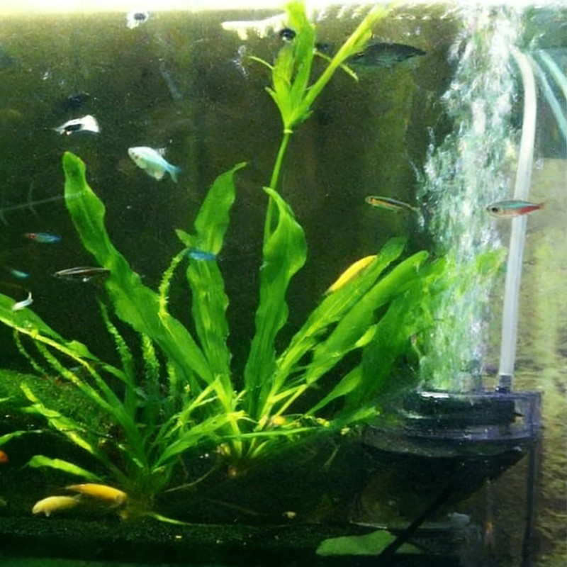WENZIDAO Pneumatic Filters are commonly Used in Ornamental Fish Tanks