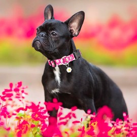 BiPawTi Cute Dog Collar for Medium Dogs - Soft, Adjustable Collar with Daisy Pendant & Pretty Flowers Daisy Pattern - Pink Dog Collar for Medium Dogs, M