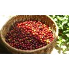 Dr-i-gama Premium Coffee Raw Beans, Columbia Emerald Mountain Raw Beans,