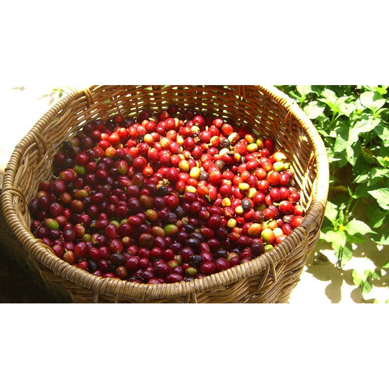 Dr-i-gama Premium Coffee Raw Beans, Columbia Emerald Mountain Raw Beans,