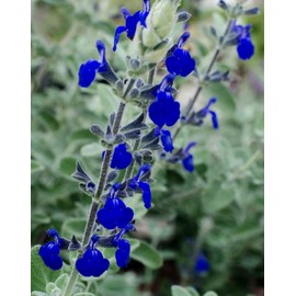 Salvia Marine Blue - Live Plant in 3 Inch Pot - NOT Seeds - Attract Hummingbirds and Butterflies