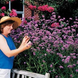 Park Seed Verbena bonariensis Seeds