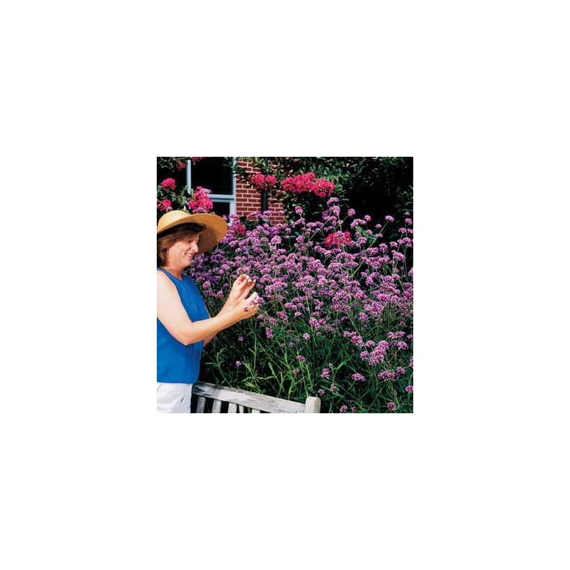Park Seed Verbena bonariensis Seeds