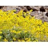 Brittlebush Seeds (Encelia Farinosa) -30 seeds- Desert Wildflower