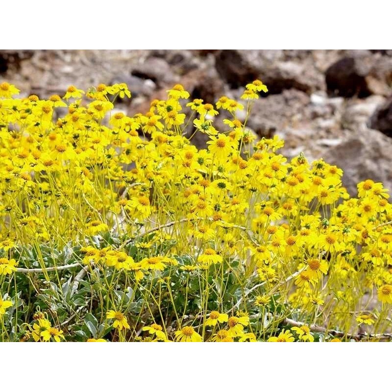 Brittlebush Seeds (Encelia Farinosa) -30 seeds- Desert Wildflower