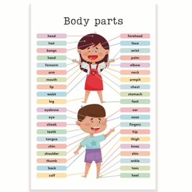 Body Parts Classroom Poster - Learning the Body - Early Learning Resources - Anatomy - Elementary School - 12 x 18 Inch - Classroom Decor - Classroom Must Haves - Back To School Decor - CPS0246