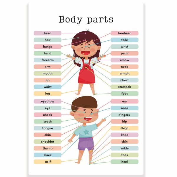Body Parts Classroom Poster - Learning the Body - Early