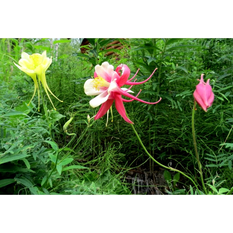 Alaska Wildflower Flower Seed Mix - 5000+ Seeds - Special