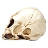 Figuren Shop GmbH Alien Skull Figure - Extraterrestrial Visitor, 8.5
